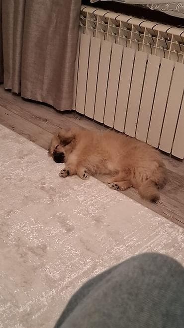 itlerin davasi: Pekines — 2