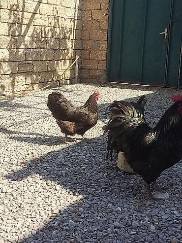 Quşlar: Salam. Avstrolop mayali yumurtaları. Sifariş qəbul olunur. Ünvan Binə — 2
