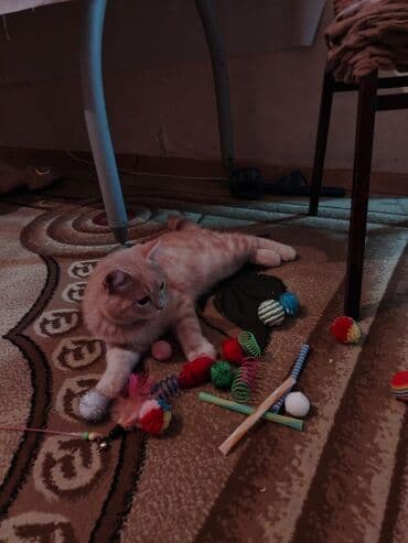 Şinşilla, Erkək, Ünvandan götürmə, Ödənişli çatdırılma lalafo.az -da Şinşilla, Erkək, Ünvandan götürmə, Ödənişli çatdırılma