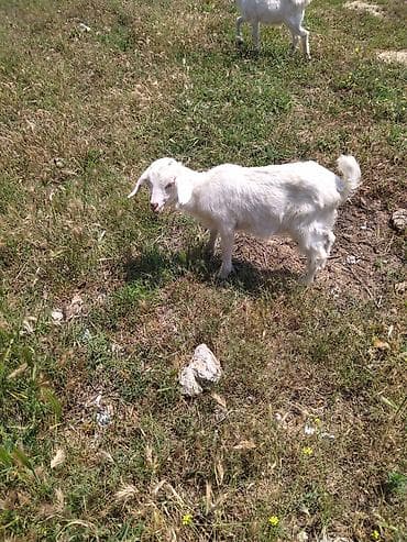 donuz balasi: Dişi, il: 2, Damazlıq, Ünvandan götürmə — 7