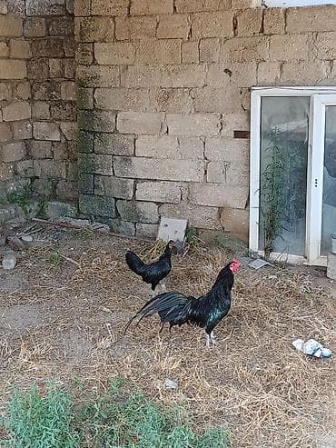 15 aylıg Sumatra quşları. Bir fere bir xoruz. cüt satılır — 3