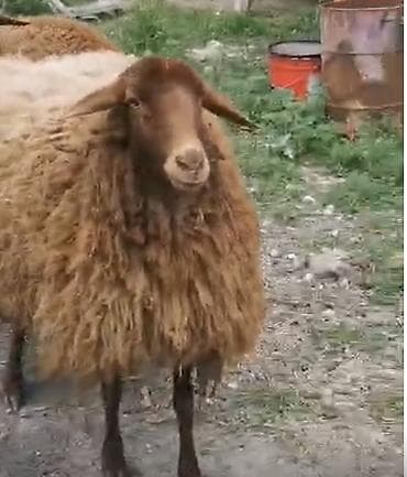afcarka balasi erkey: Qoyunlar – yerli cins, qəhvəyi rəngli - Say: 2 baş 2 dişi Qala — 10