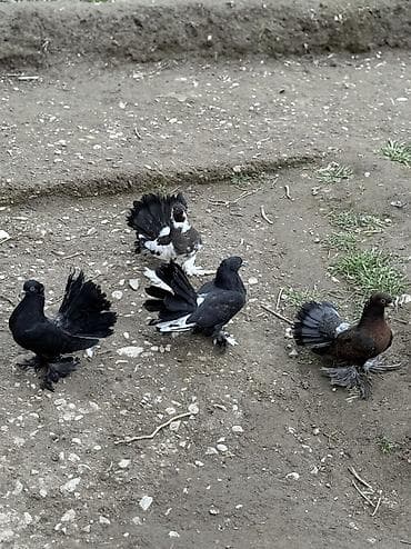 4 Dene London povlinleri satilir 
Ciddi alicilar yazsin