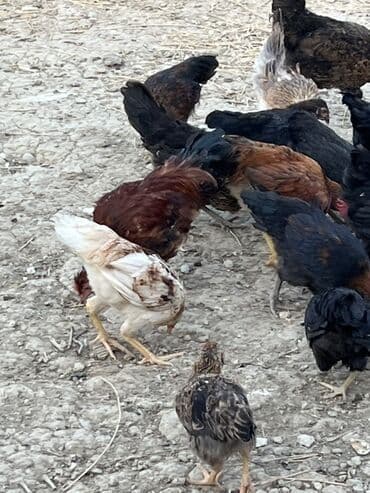 cücə və xoruz: Toyuq, Australorp, Brama, Damazlıq, Ünvandan götürmə — 21