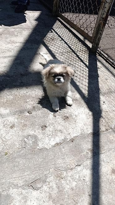 İtlər: Pekines — 1