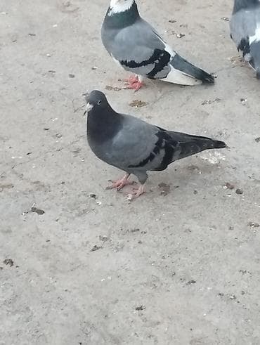 balaca pisik satisi: Salam təmiz qan ağ baş tam sağlam — 5