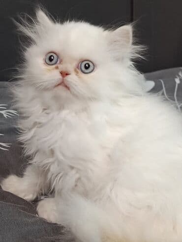 pişik pers: Fars — 6