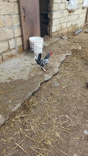 Salam yaponka xoruzu satılır akdiv xoruzdu temiz çildi sağlamlığına lalafo.az -da Salam yaponka xoruzu satılır akdiv xoruzdu temiz çildi sağlamlığına