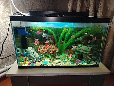 akva ayaqabılar: Akvaryum komplekti - Şüşə akvaryum, düzbucaqlı forma, qapaqlı üst — 3