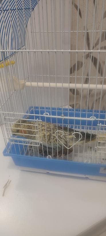 Птицы: Məhsul: Nimfa tutuquşusu (Cockatiel) və qəfəs dəsti Təsvir: - Növ — 3