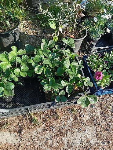 dekor agaclari: Bağ və balkon üçün qapalı qablarda müxtəlif bəzək və faydalı bitkilər — 3