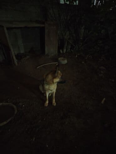 qafqaz coban itləri: Alman çoban iti, 1 il, Dişi, Ünvandan götürmə — 2