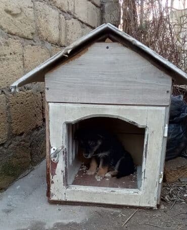 продам собаку доска объявлений sobaka: 1 ay, Dişi, Ünvandan götürmə — 1