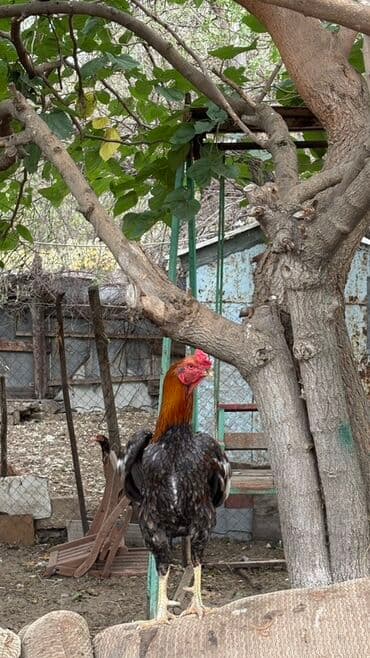 ayagi tuklu toyuqlar: Xoruz, il: 2 — 2