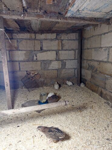 Inəklər, öküzlər: Bıldırcınlar satılır - Cins: Yapon bıldırcını (fotoşəkildə müxtəlif — 2