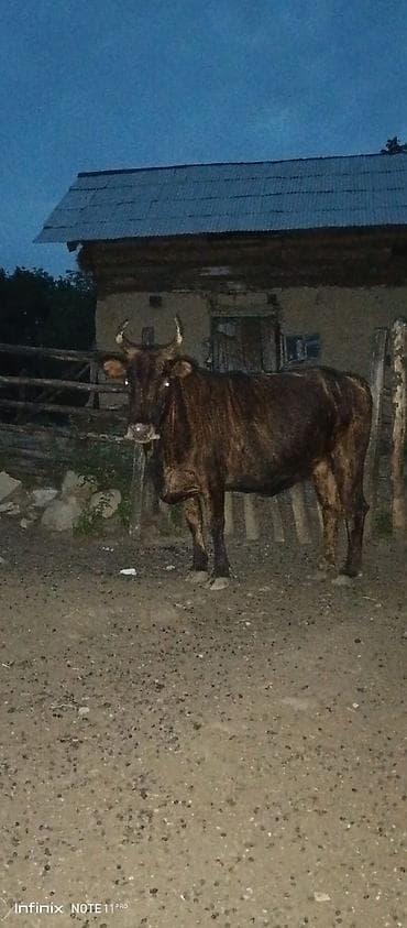 Qara-zolaqlı rəngdə, buynuzlu erkək mal-qara (öküz). Orta-böyük bədən — 4
