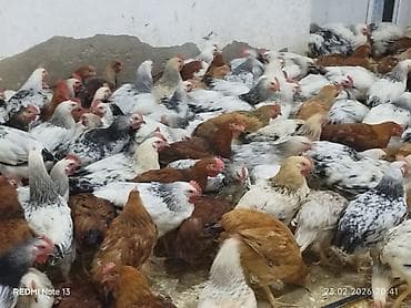 Quşlar: 3 aylıq lider 55 çolpalar satılır,çekileri 1kq 5002 kq.Qiymeti 7 — 2