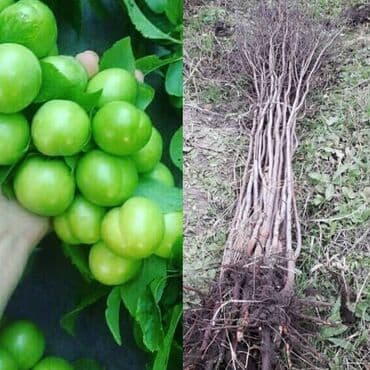 zeytun satışı: Alça qələmi "saglam tinglər saglam bagçiliqin təminatidir"🌱 yeni əkin — 3