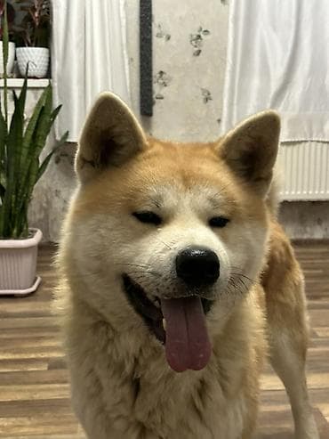 Птицы: Акита-ину, Самец — 4