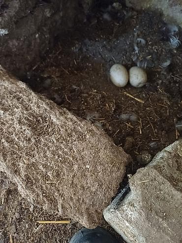 kayuqa ördəyi: Erkək, | Lal ördək, Damazlıq, Ünvandan götürmə — 4