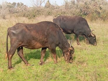 Inəklər, öküzlər: Məhsul: Su camışı sürüsü boğaz çatmışlar 6 dişi .3 balaq Təsvir: - — 1