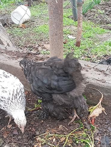 heyvan satışı tap az: Cins toyuq balaları – tüklü pəncə (pəncələri lələkli) ləhçəli — 7