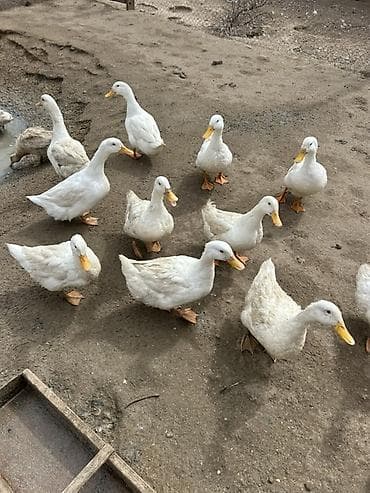 cex qus: Ağ Pekin ördəkləri – təsərrüfat üçün çox məhsuldar ət və yumurta — 3