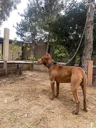 satilik inekler: Pitbul, Erkek, Peyvəndli — 1