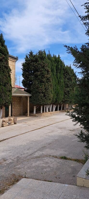 Lincoln: Sərv ağacları satılır . Həmişəyaşıldır . Mərdəkanda evimin — 2