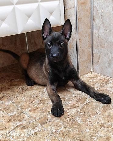 pekines balaları: Belçika çoban iti, 2 ay, Erkek, Ödənişli çatdırılma — 1