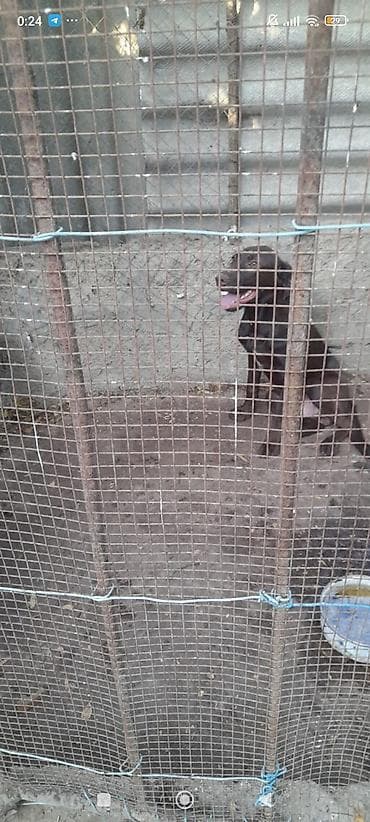 naxcivan heyvan satisi: Kurtxar, 4 ay, Erkek, Ünvandan götürmə — 1