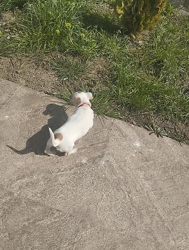 gencede heyvanlar: Cek rassel teryer, 3 ay, Erkek, Peyvəndli, Ünvandan götürmə — 8