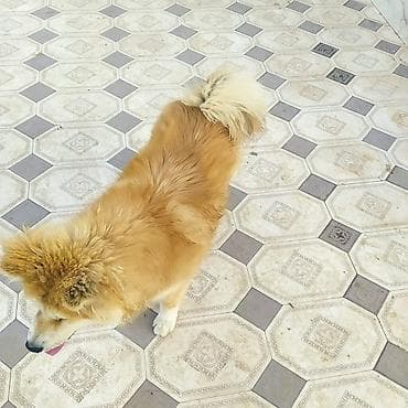 pitbull itleri: Akita-inu — 2