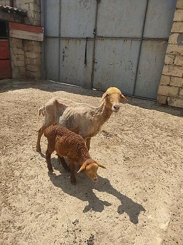 alabay bala: Anaba qoyun ballasi erkeydi cavan qoyundu anasi — 9