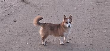 bulbul qefesi: Çixuahua, 1 il, Erkek, Cütləşmə üçün — 3