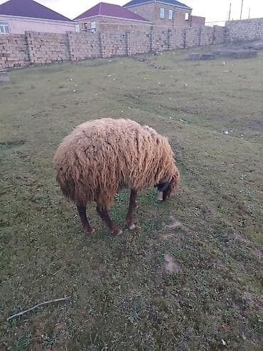 Erkey toğulu satılır istəyən olsa yazsın video sun atım baxın real