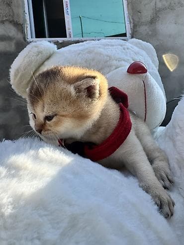 pişik geyimleri: Şotland, Yaxşı əllərə — 3