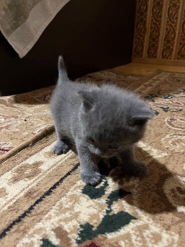 сколько стоит британский котёнок: Şotland — 1