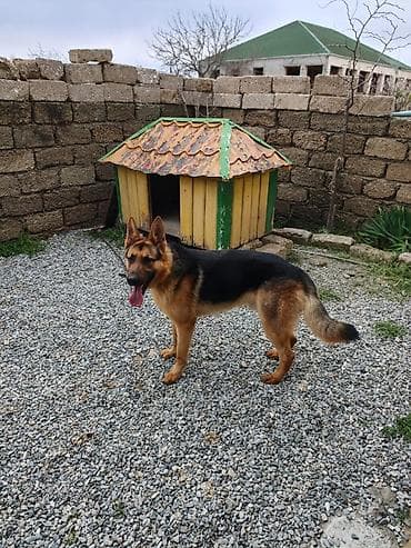 doberman balasi satilir: Alman çoban iti, 10 ay, Erkek, Peyvəndli, Ünvandan götürmə — 3