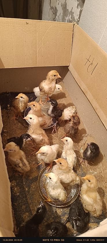 Digər heyvanlar: Toyuq cücələri, Damazlıq — 5