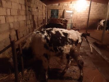 Gəmiricilər: Dana, buzov, Dişi, Simental, ay: 6, Damazlıq — 4