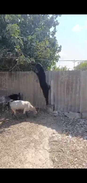 kreditle heyvan satisi: Erkək, Hələb, il: 1, 47 kq, Damazlıq, Ödənişli çatdırılma — 5