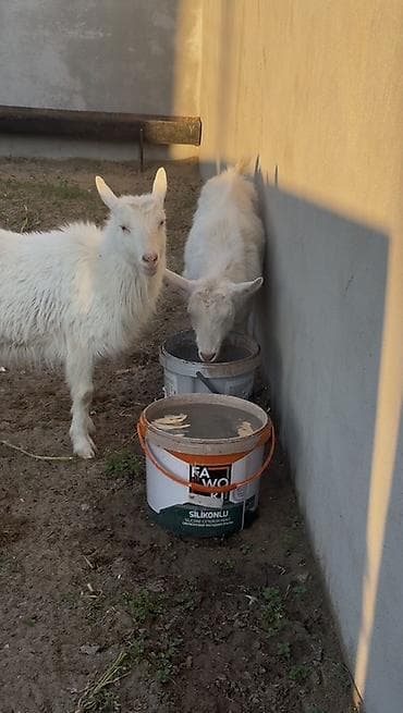 diş ağardıcı qelem: Dişi, il: 1, Damazlıq, Ünvandan götürmə — 8