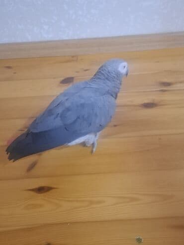 İtlər: Jako erkek damazlıq satılır. Tam sağlam quşdur. 3 yaşı var. qiymət — 7