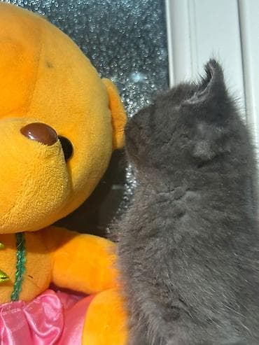 şirin pişikler: Boz rəngli balaca pişik balası - Rəng: tam bərk boz (dumanı). - — 4