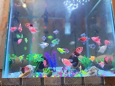 Glofish, Sülhsevər, Ünvandan götürmə — 1