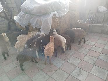 Asia: Quzu sürüsü satılır 22 quzudu biri 175 AZN seçib götürənə 185 lə kom — 2