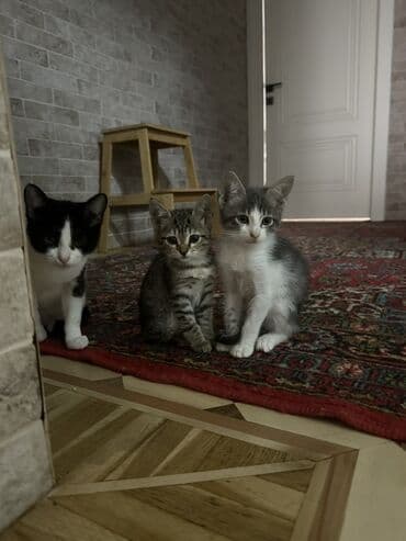 ən şirin pişiklər: Yaxşı əllərə — 1