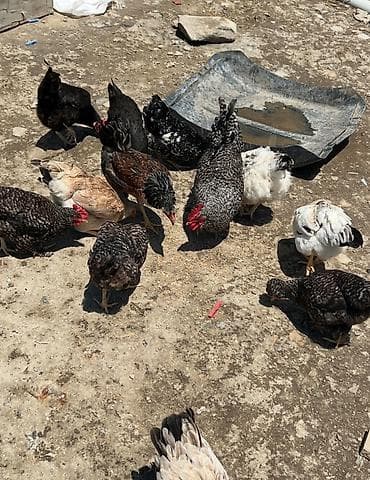 ev qus: Salam binə evine köcürem deye satıram Karkov toyuqları Sirbiz — 2