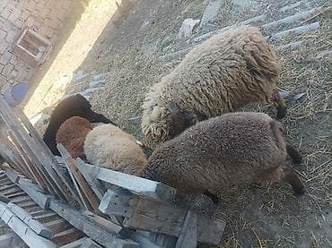 Heyvanlar: Cəmilə satlllr 9 azn bazar qiymətindən ucuz quzu satlllr 4 aylk — 3